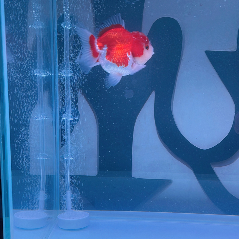 수족관 흡착컵 10개입, 어항 산소 파이프 홀더, 에어 - Aquarium Fish Youtube 리뷰 및 가격