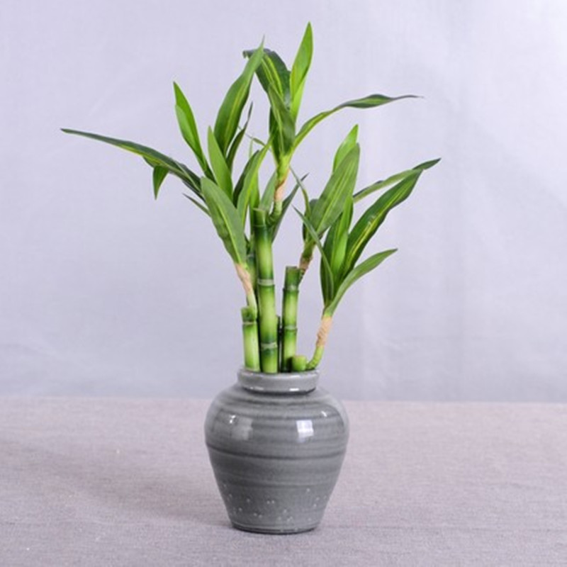 새로운 40cm 인조 행운나무 다육식물 가짜 꽃 녹색  - Aquarium Fish Buy 리뷰 및 가격