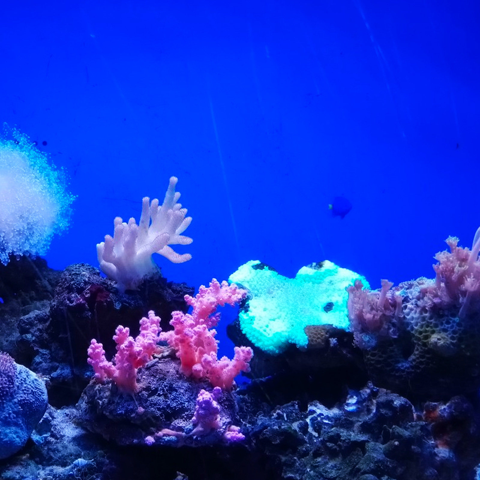 수족관 배경 종이 PVC 자체 접착 벽지 물고기 탱크  - Aquarium Fish Wallpaper 리뷰 및 가격