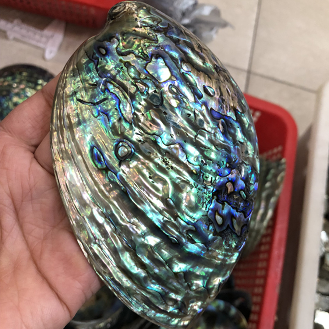 천연 광택 전복 쉘 수족관 장식, 수제 DIY 비즈 쥬 - Aquarium Fish New Zealand 리뷰 및 가격