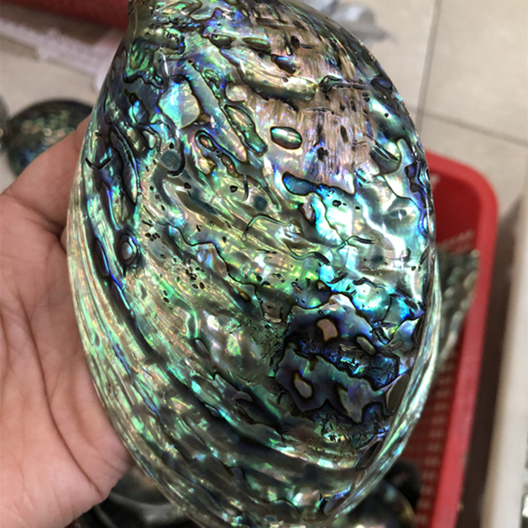 천연 광택 전복 쉘 수족관 장식, 수제 DIY 비즈 쥬 - Aquarium Fish New Zealand 리뷰 및 가격