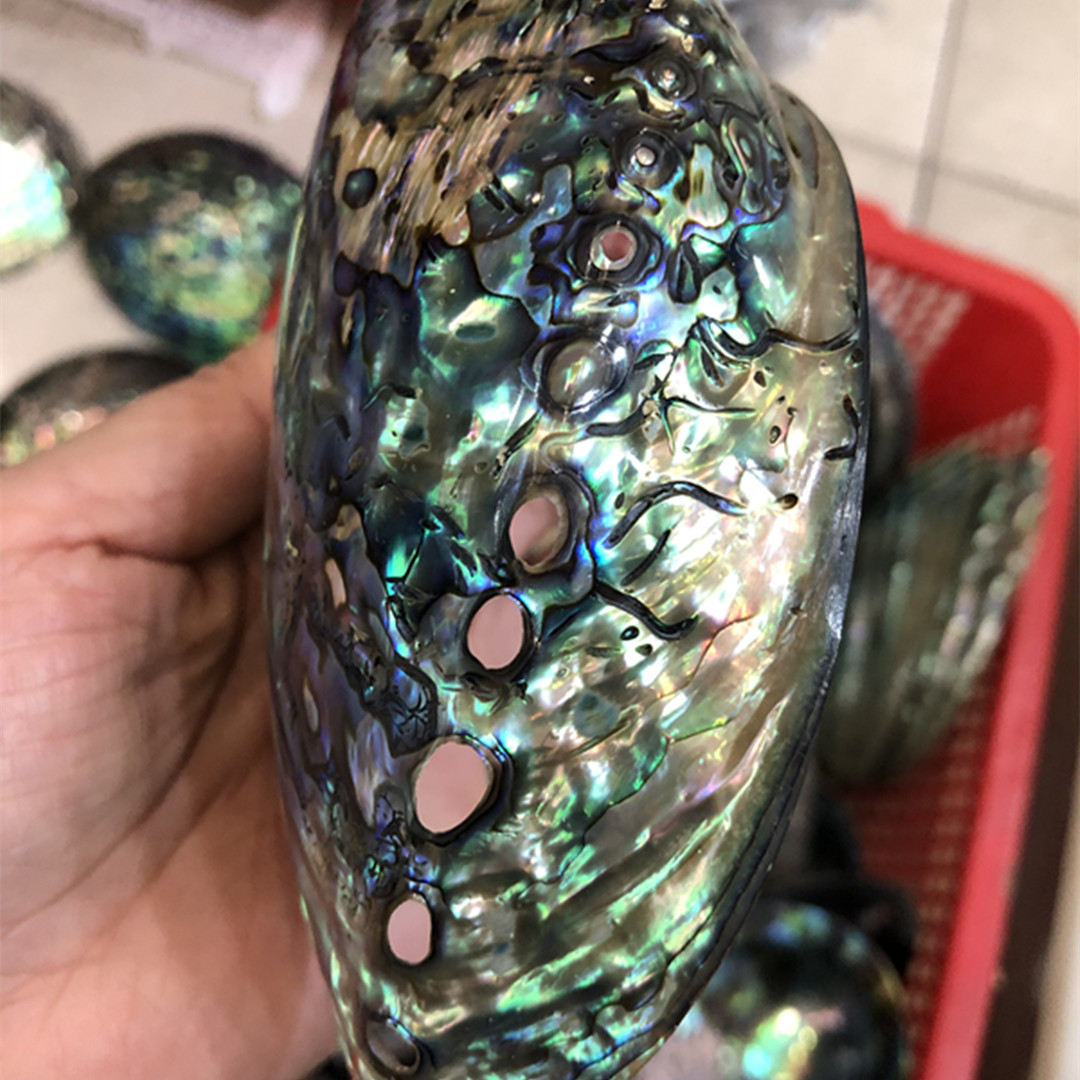천연 광택 전복 쉘 수족관 장식, 수제 DIY 비즈 쥬 - Aquarium Fish New Zealand 리뷰 및 가격
